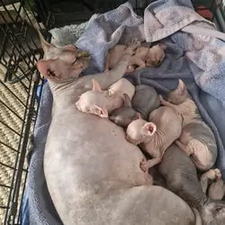 SPHYNX KITTENS