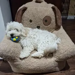 Coton de Tulear/Poodle puppies