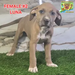 Blue & Isabella's beautiful litter