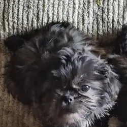 Shih Tzu puppies