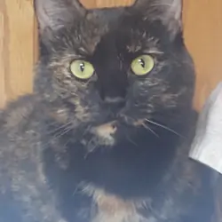 Tortoise Shell Female age 2 Cat