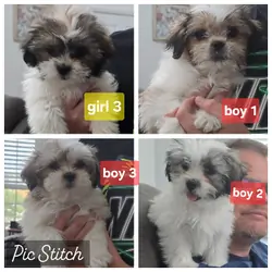 Malshi puppies