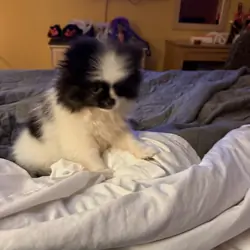 AKC Pomeranian puppies