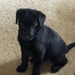 AKC Labrador Retriever Pups