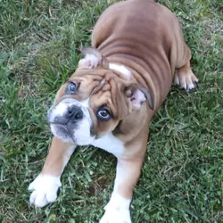 English bulldog
