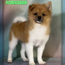 Squirt Male Pomeranian