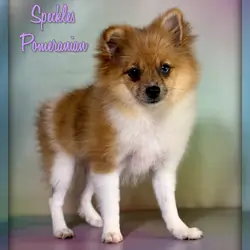 Speckles Female Pomeranian