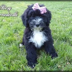 Rosy Female Bernedoodle
