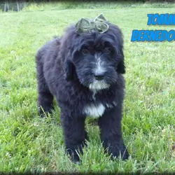 Tommy Male Bernedoodle