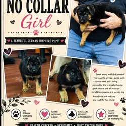 German Shepherd puppies AKC