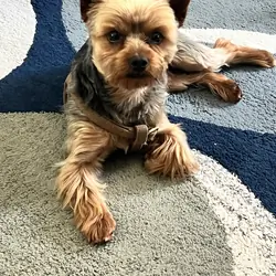 3 Year Old Yorkshire Terrier Pure Bred