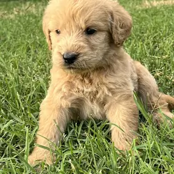 Labradoodle Puppies