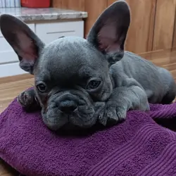 French Bulldogs 9 weeks old