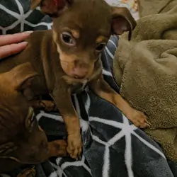 Chihuahua mix puppies