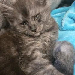 Registered Purebred Maine Coon Kittens
