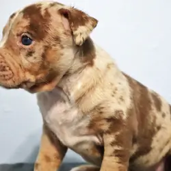 XL American Bully Puppies
