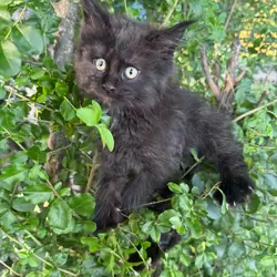 Maine Coons