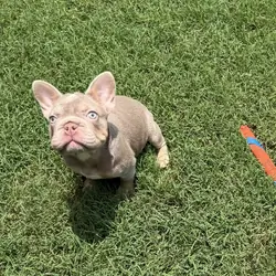 French Bulldog / Frenchie
