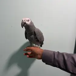 Fully tame African grey