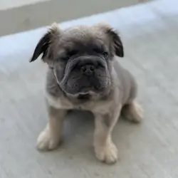 furry french bulldogs (big rope isabella)