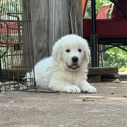Maremma lovable and playful puppy available