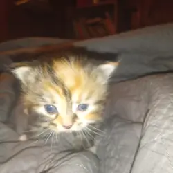 Siberian Kittens