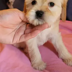 December - Lhasa Apso