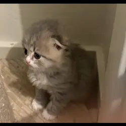 Beautiful Scottish Fold/Persian Kittens