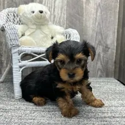 Absolutely Healthy Yorkie Puppy