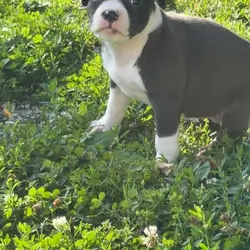Registered American bully pups