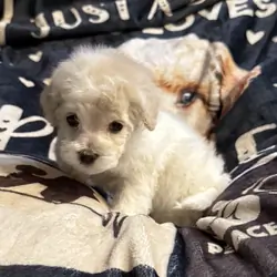 Toy poodles