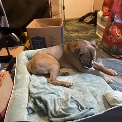 need home for cane corso