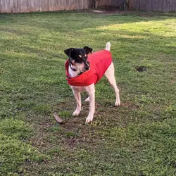 Jack Russell