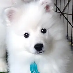 PUREBRED AKC AMERICAN ESKIMO PUPPIES — Champion Bl