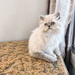 Persian kittens