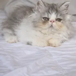 Gorgeous Persian kittens