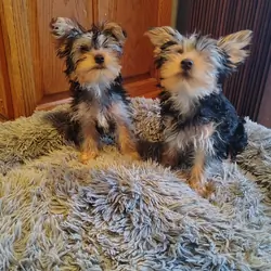 Purebred Yorkshire Terrier