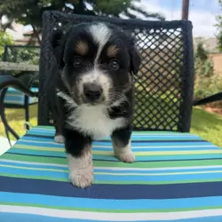 Australian Shepherd puppy Tri-color
