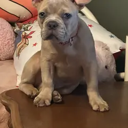 French Bulldog Puppy