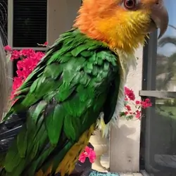 8 year old white bellied caique