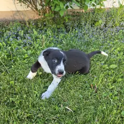 50 percent Border Collie Puppy