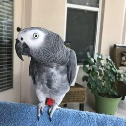 African Grey Male. 23 years old.