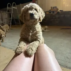 Goldendoodle
