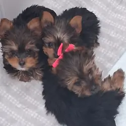 Micro tiny yorkie