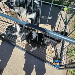 Pure Bred Border collies