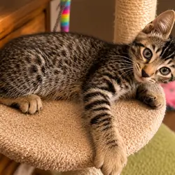 Bengal Mix Kitten