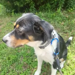 Female Mixed Breed