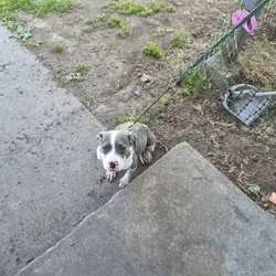 Female American Pitt Bulldog