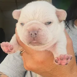 French Bulldog