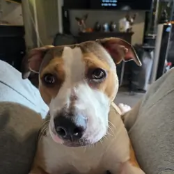Free 1 Year Old Female American Pit Terrier